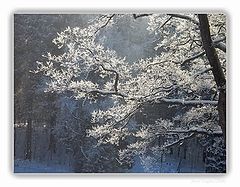 фото "Свет"