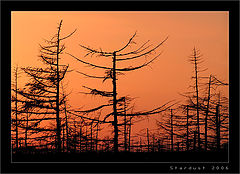 photo "Вечерние силуэты весны / Evening Silhouettes of the Spring"