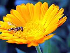 фото "Beauties togather"