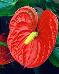 photo "" Anthurium " Red Queen ""
