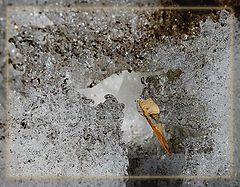 photo "Life in a snowdrift"