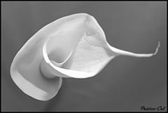 фото "black&white"