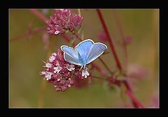 photo "Blue "Flower""