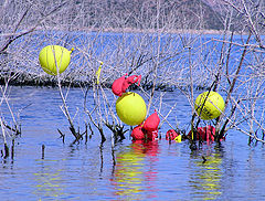 фото "Primary Colors"