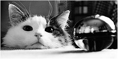 photo "***"
