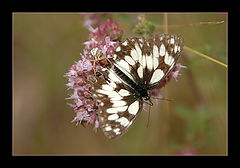 photo "Bon Appetit !"