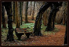 фото "Old trees"