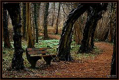 photo "Old trees"