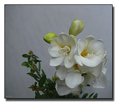 photo "***"
