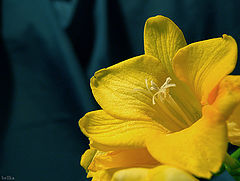 photo "***"