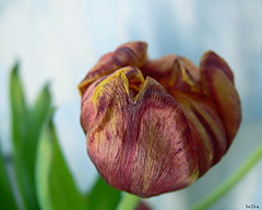 photo "***"