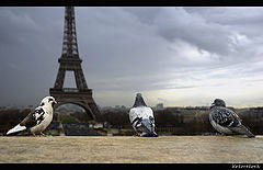photo "observers"