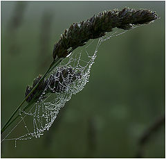 photo "Morning dew"