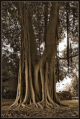 фотоальбом "Nature"
