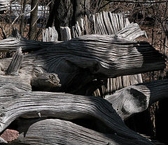 photo "stump fence - detail"