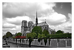 фото "Blossoming Paris II"