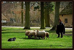 photo "sheep shepherd"