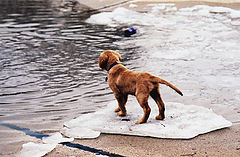 photo "my pup on the ice at the wading pool in the park 1999"