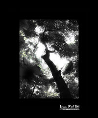photo "tree in the garden"