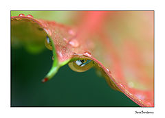 photo "The look"