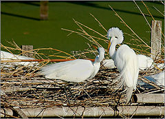 photo "Couple"