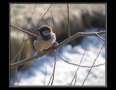 photo "The sparrow the sends us a song"