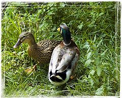 photo "Ducks in love"