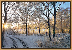 photo "Winterstar"