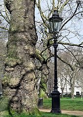 photo "Tree and Lantern"