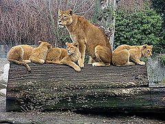 фото "Family."