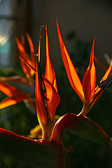 фото "Fire"
