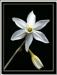 photo "narcissi star"