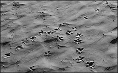 photo "Among the sands-1"