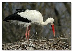 фото "stork building nest"