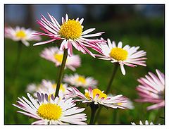 photo "la primavera"