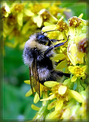 фото "Мохнатый "Bee-liner"."