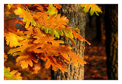 фото "*"