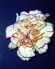 photo "Dianthus " Warrior ""