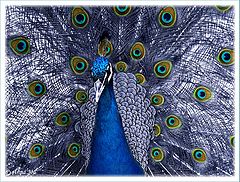 фото "Proud peacock"