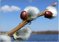 photo "pussy willow"