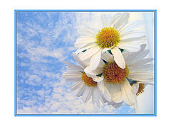 photo "Spring 2006"