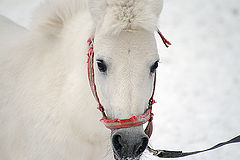 photo "ponny (:mini horse:)"