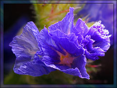 photo "***"