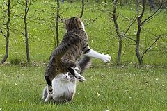photo "Camera... Action!"