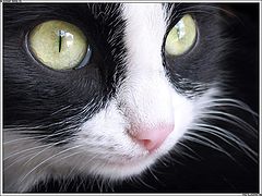 photo "Sharp Sight"