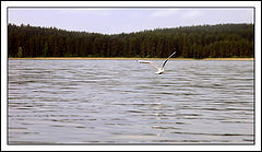 photo "***"