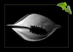 photo "SPAtifillum"