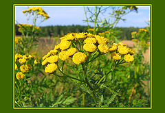 photo "Smell of the Tansy"