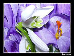 photo "gentleness"