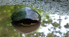 фото "In His Shell"